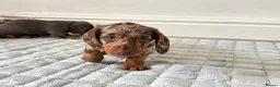 Dachshund dogs for sale: Beautiful Dachshund  in Nelson - Advert 5
