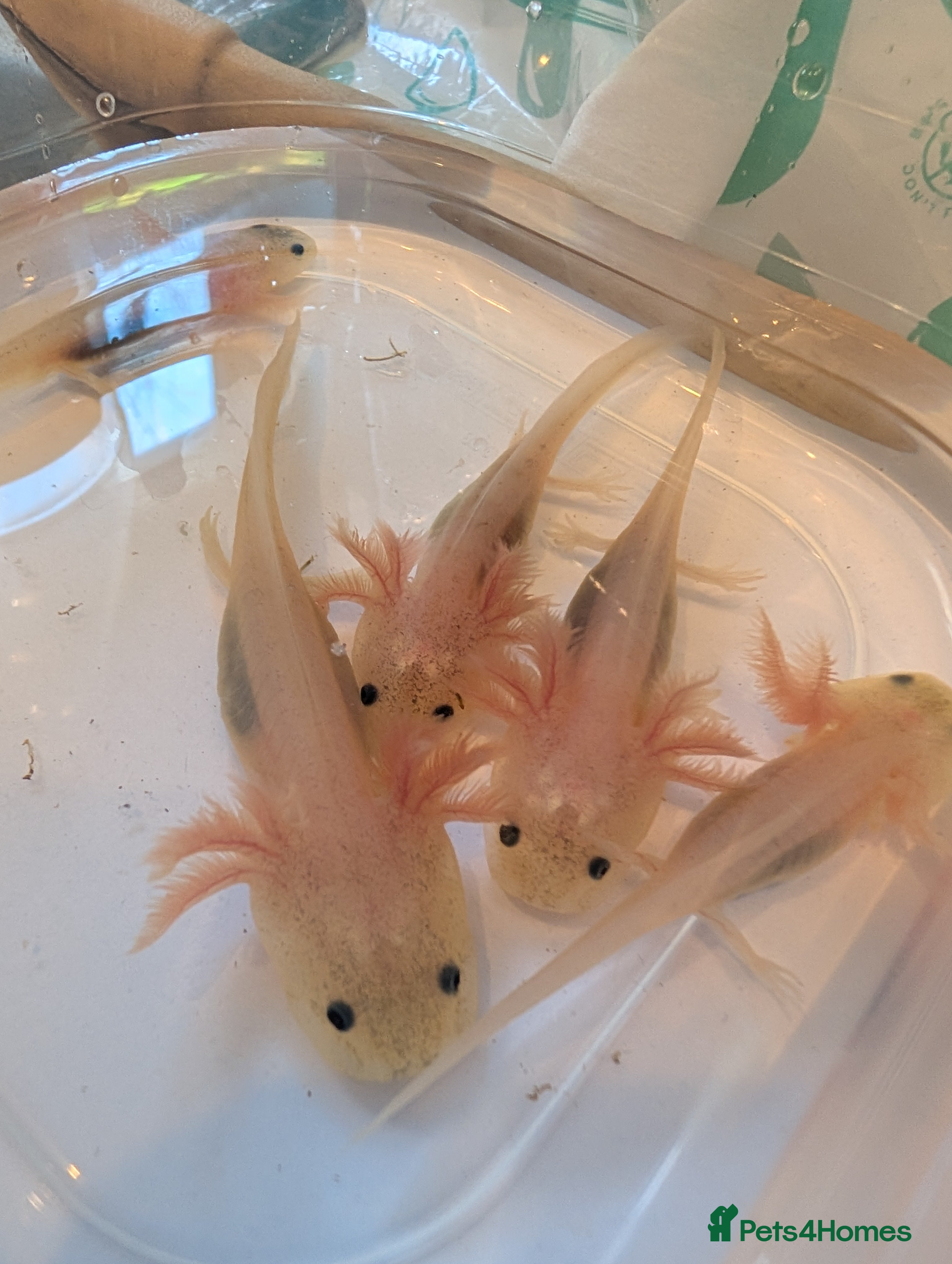 Axolotl reptiles Baby axolotls available for next day delivery  - Advert 5