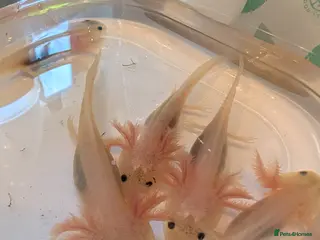 Axolotl reptiles Baby axolotls available for next day delivery - Advert 5