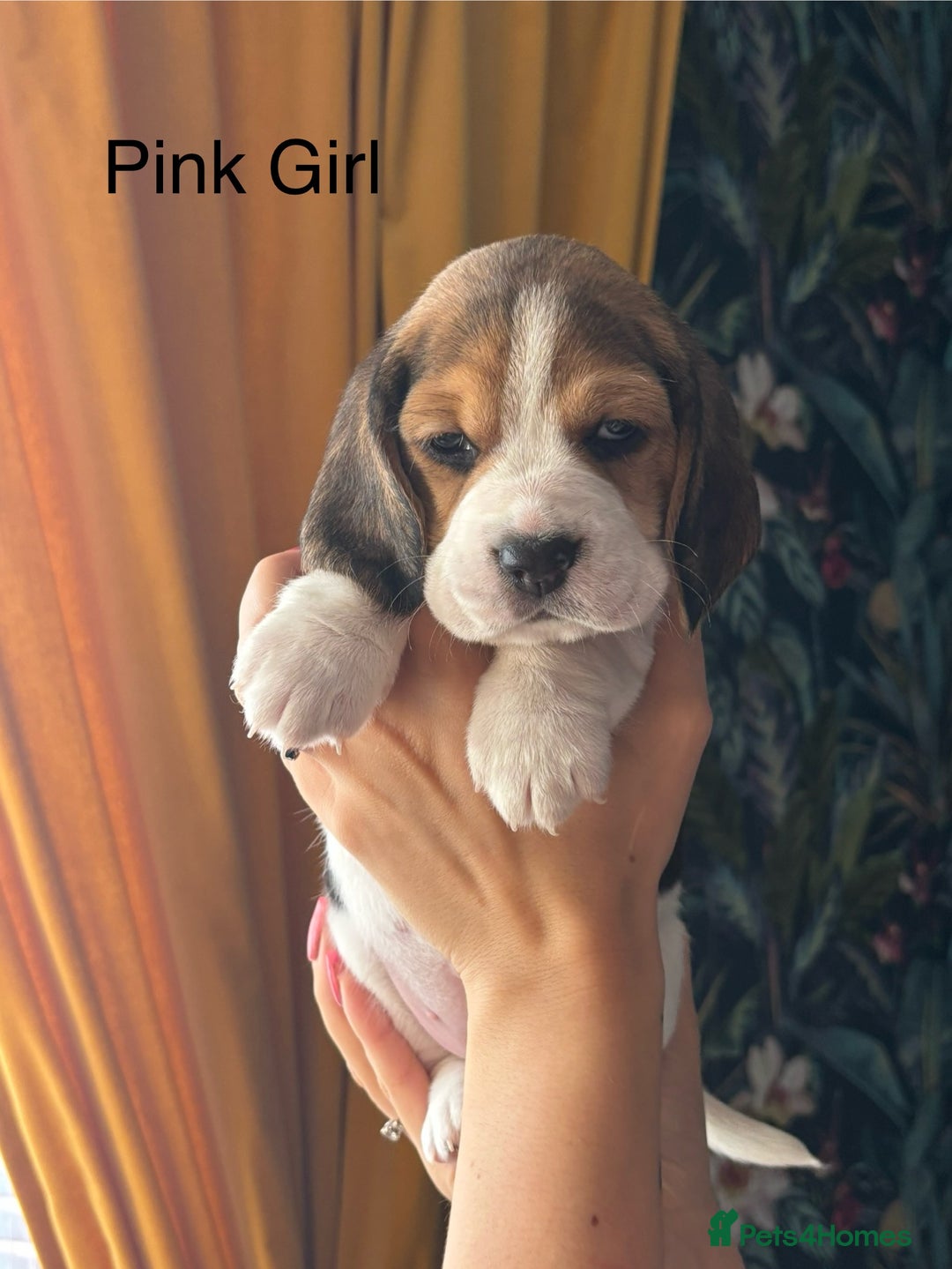 Beagle dogs for sale: Purebred Beagle Puppies – 4 Boys & 2 Girls - Image 9