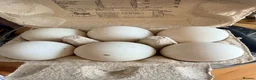 Ducks poultry for sale: Fertilised duck eggs  in Rochester - Advert 1