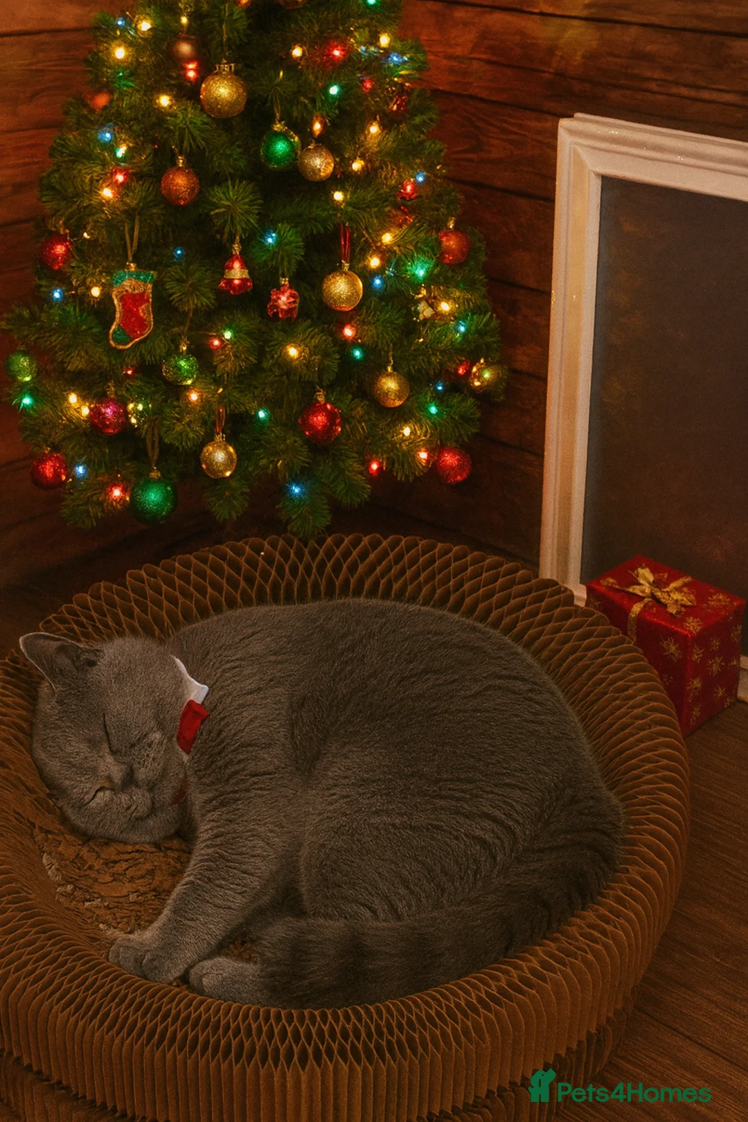 British Shorthair cats for sale: Sully our British shorthair Boy - Advert 1