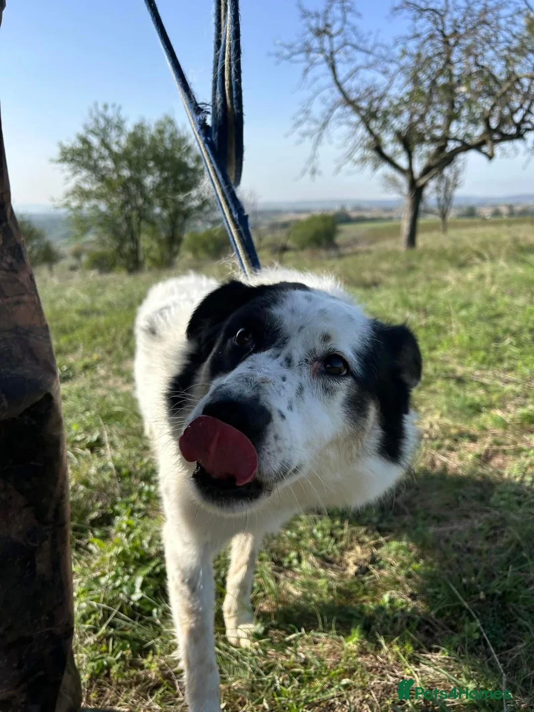 Mixed Breed dogs for adoption: Queenie - Norwich Norfolk  in Norwich - Advert 6