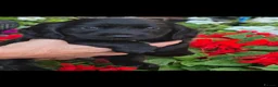 Sprocker dogs for sale: Sprocker spaniel puppies  - Advert 4