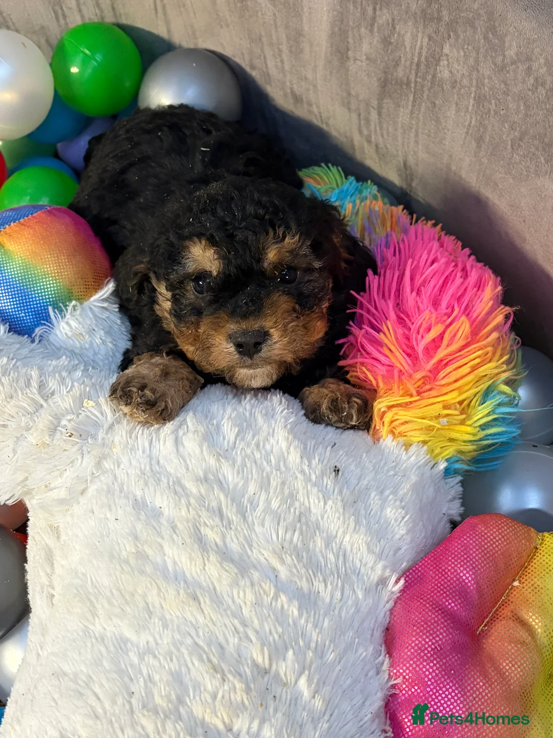 Cavapoo dogs for sale: Stunning cavapoo puppies ready now  - Advert 1