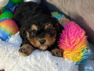 Cavapoo dogs Stunning cavapoo puppies ready now - Advert 17