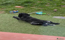 Cocker Spaniel dogs for sale: Oakley  - Image 2