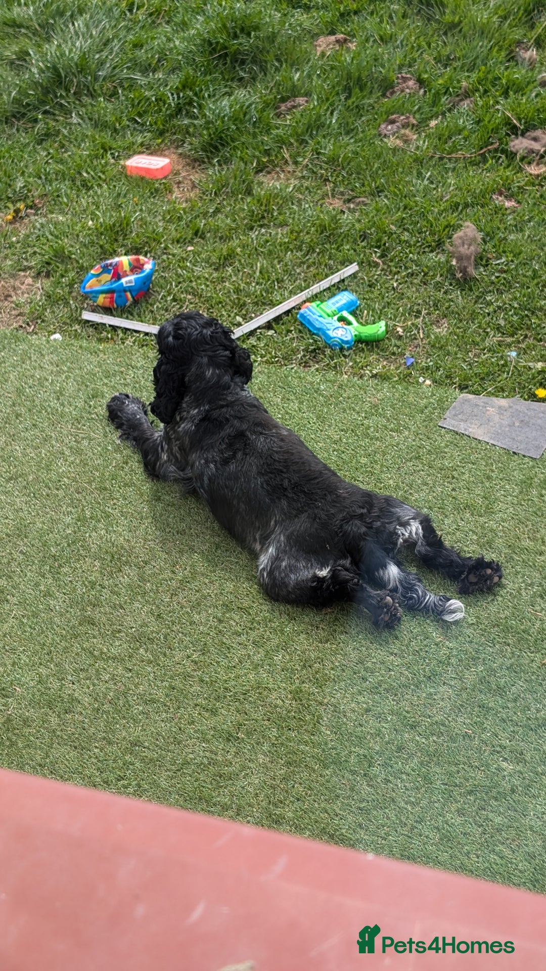 Cocker Spaniel dogs for sale: Oakley  - Image 2