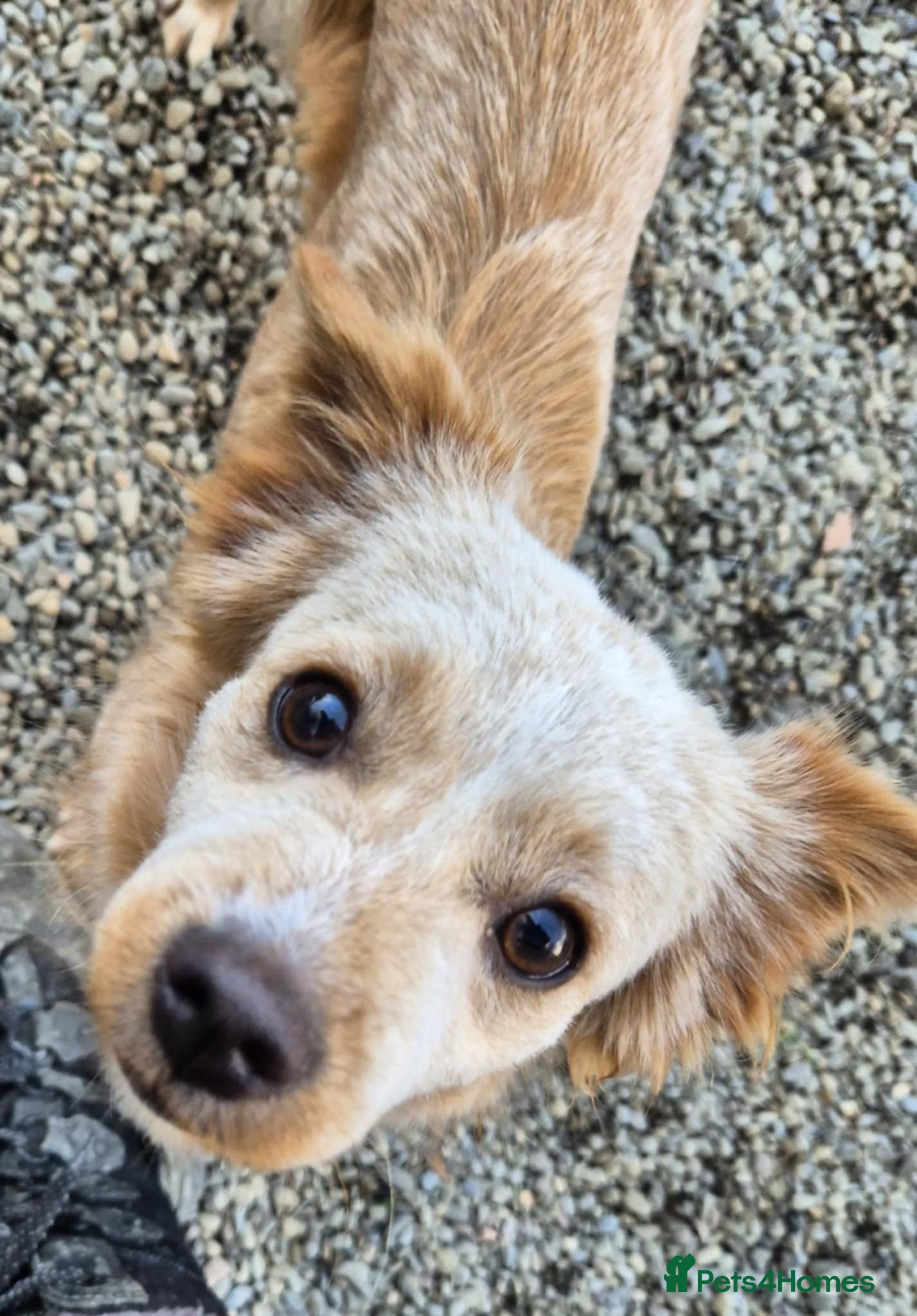 Mixed Breed dogs Merry - In Ayr Looking for a home  - Advert 3