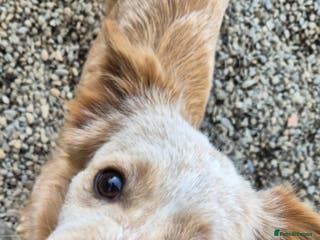 Mixed Breed dogs Merry - In Ayr Looking for a home - Advert 4