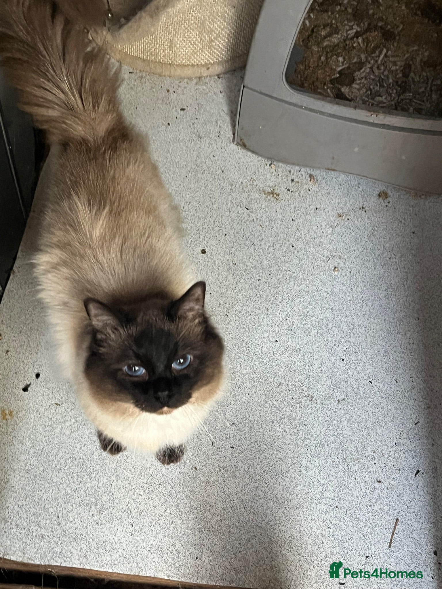 Ragdoll cats Amazing Pure ragdolls  - Advert 2