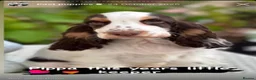 Cocker Spaniel dogs for sale: Stunning cocker spaniels in Doncaster - Advert 23
