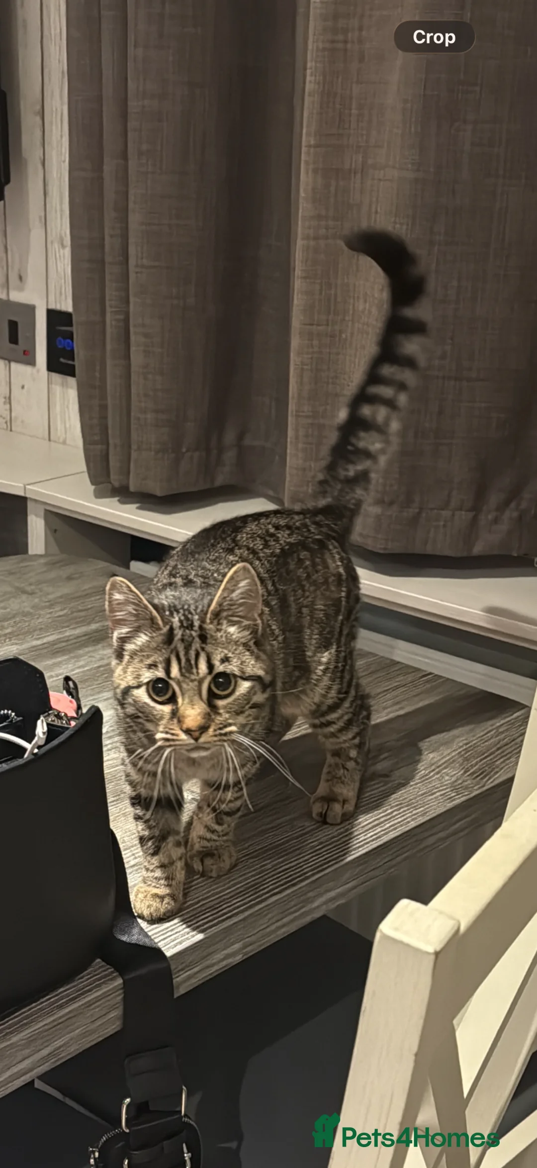 Domestic Shorthair cats for sale: Female kitten to be re-homed  - Advert 3