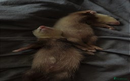 Ferret rodents for sale: angora - Image 2