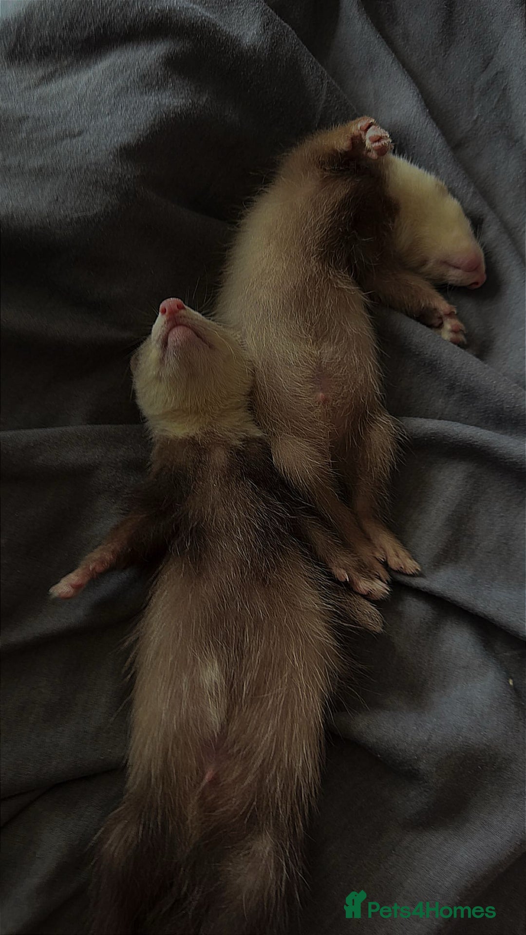 Ferret rodents for sale: angora - Image 2