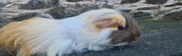 Guinea Pig rodents for sale: Sheltie female guinea pigs - Advert 9