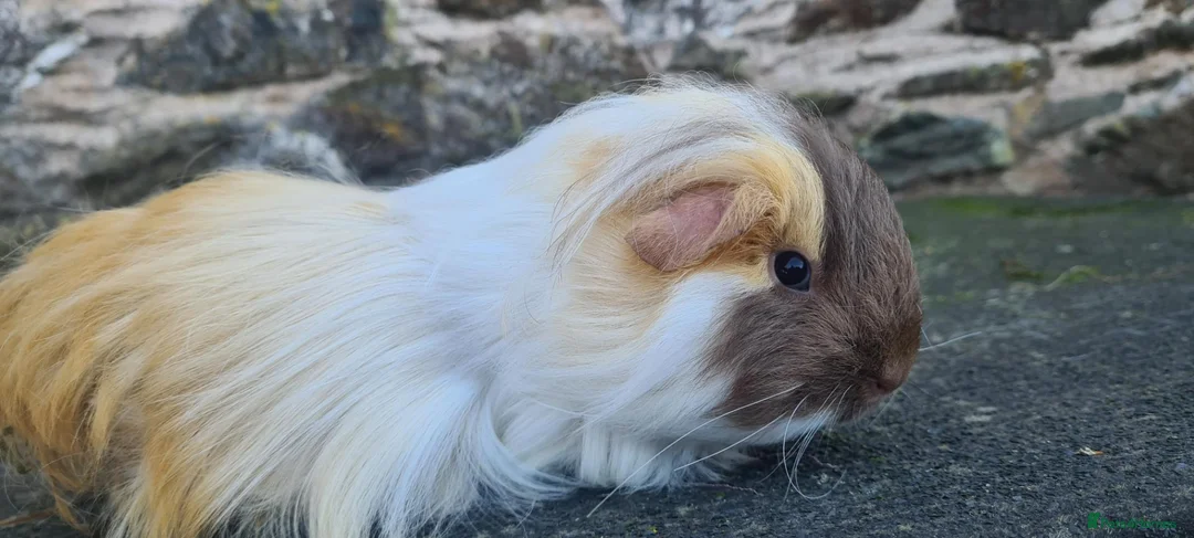 Guinea Pig rodents for sale: Sheltie female guinea pigs - Advert 9