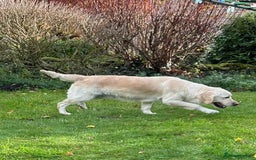 Golden Retriever dogs for sale: Beautiful, loving girl in Grantham - Advert 14