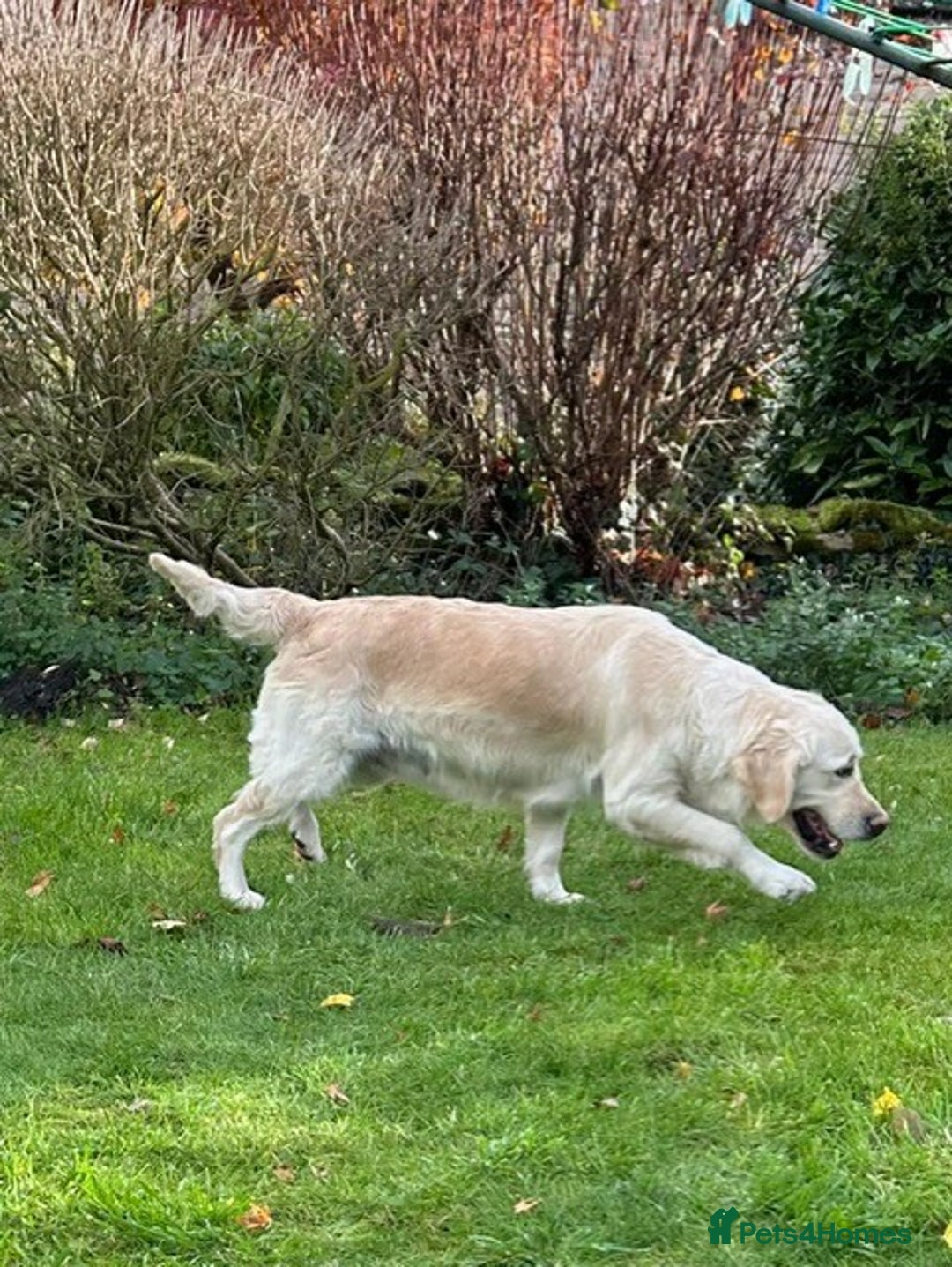 Golden Retriever dogs for sale: Beautiful, loving girl in Grantham - Advert 14