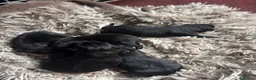 Patterdale Terrier dogs for sale: Patterdale terrier puppies  - Advert 13
