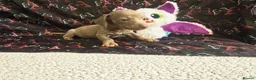 Dachshund dogs for sale: Last little legend extra mini Dachshund boy puppy - Advert 13