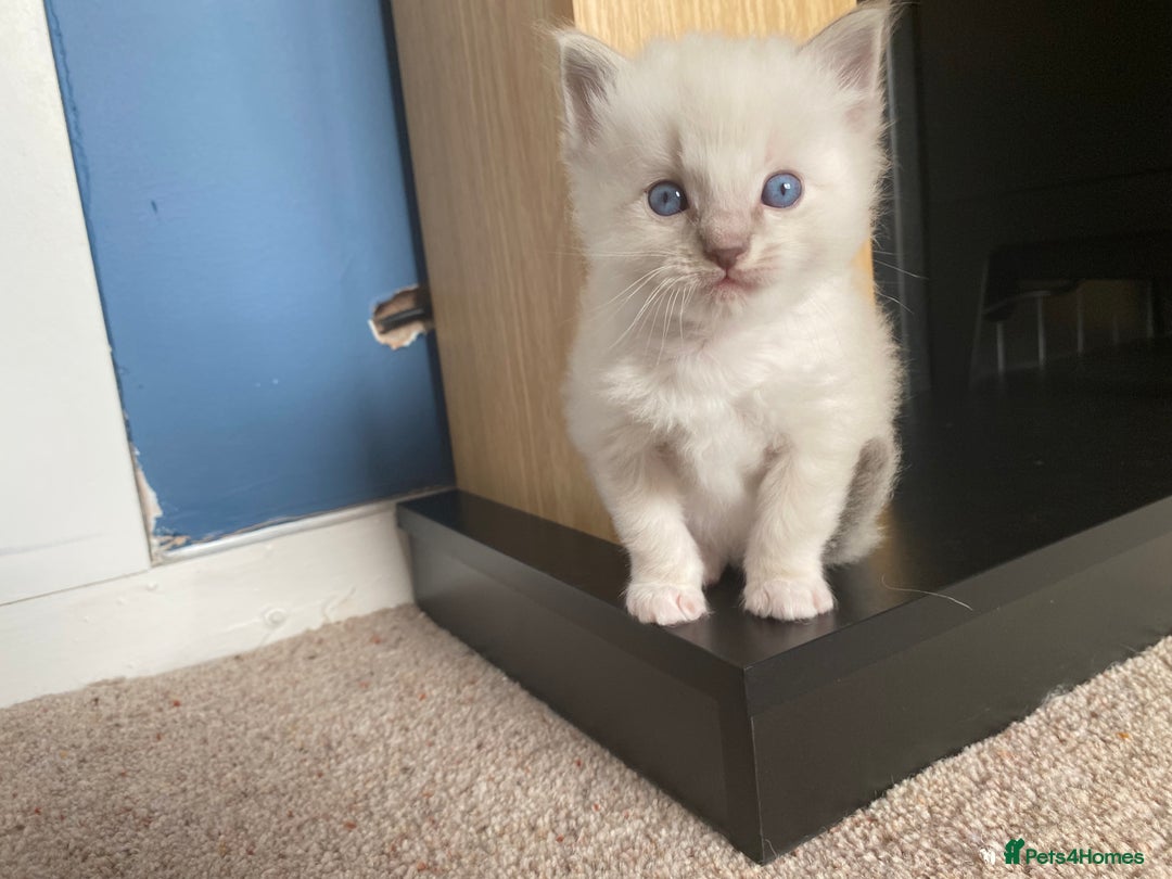 Ragdoll cats for sale: 6 ragdoll kittens  - Image 22