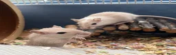 Gerbil rodents for sale: Adorable baby gerbils in Belper - Advert 4