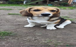 Beagle dogs for adoption: 💙🐶 ELVIS 🐶💙 - Image 19