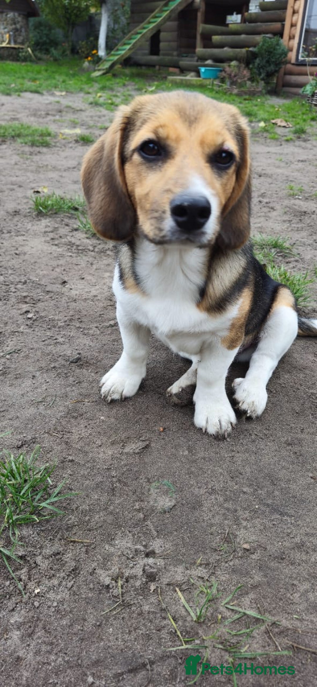 Beagle dogs for adoption: 💙🐶 ELVIS 🐶💙 - Image 19
