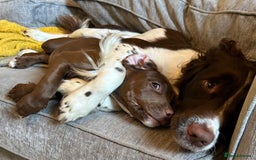 Mixed Breed dogs for sale: Springer Staffs  in St Albans - Image 12