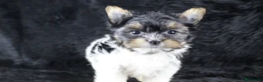 Utopia Amazing Biewer– Girl – Biewer Yorkshire Terrier – Black, white and tan
