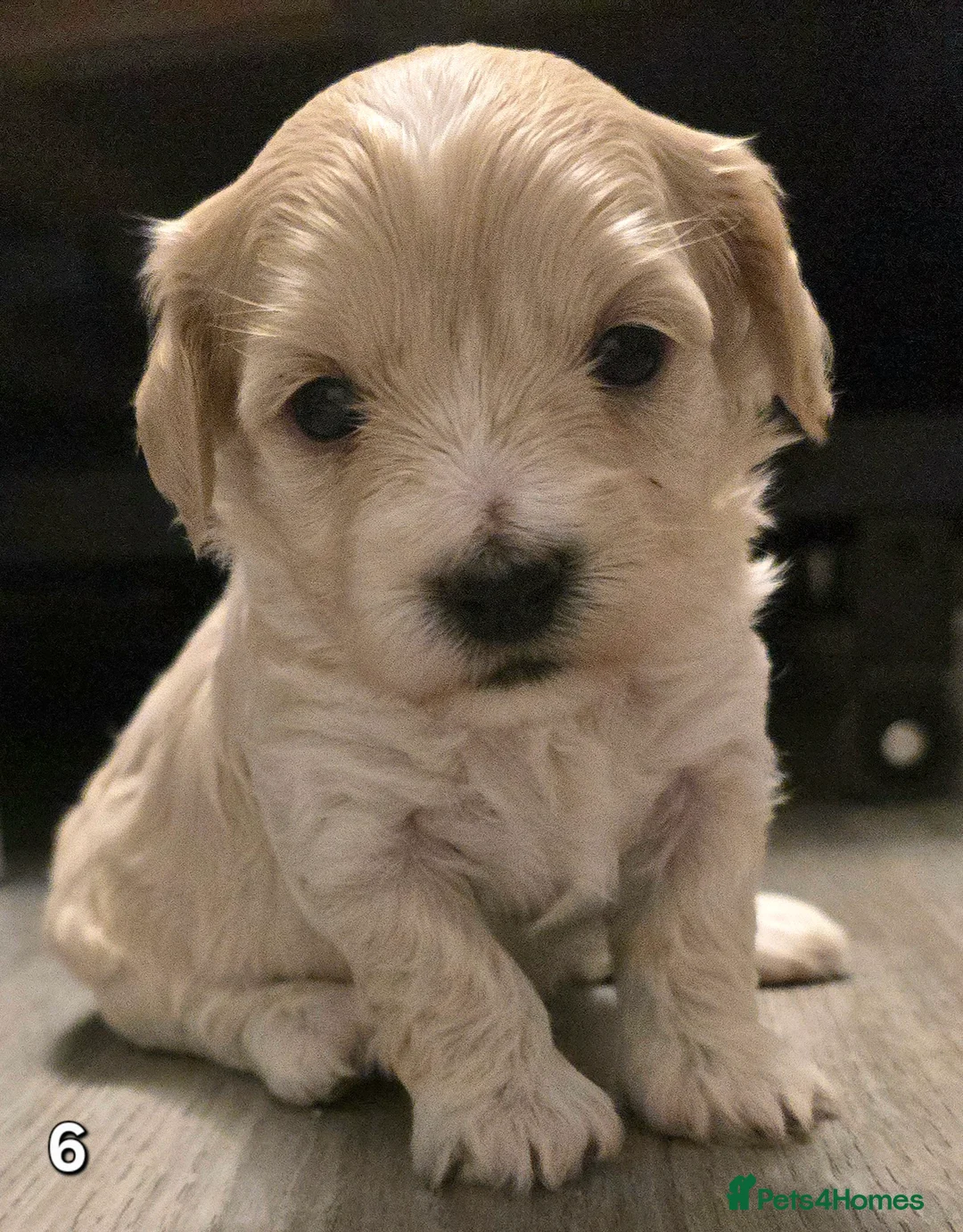 Maltipoo dogs for sale: Loving F2 Maltipoo Puppies Raised at Home 🐾 - Advert 15