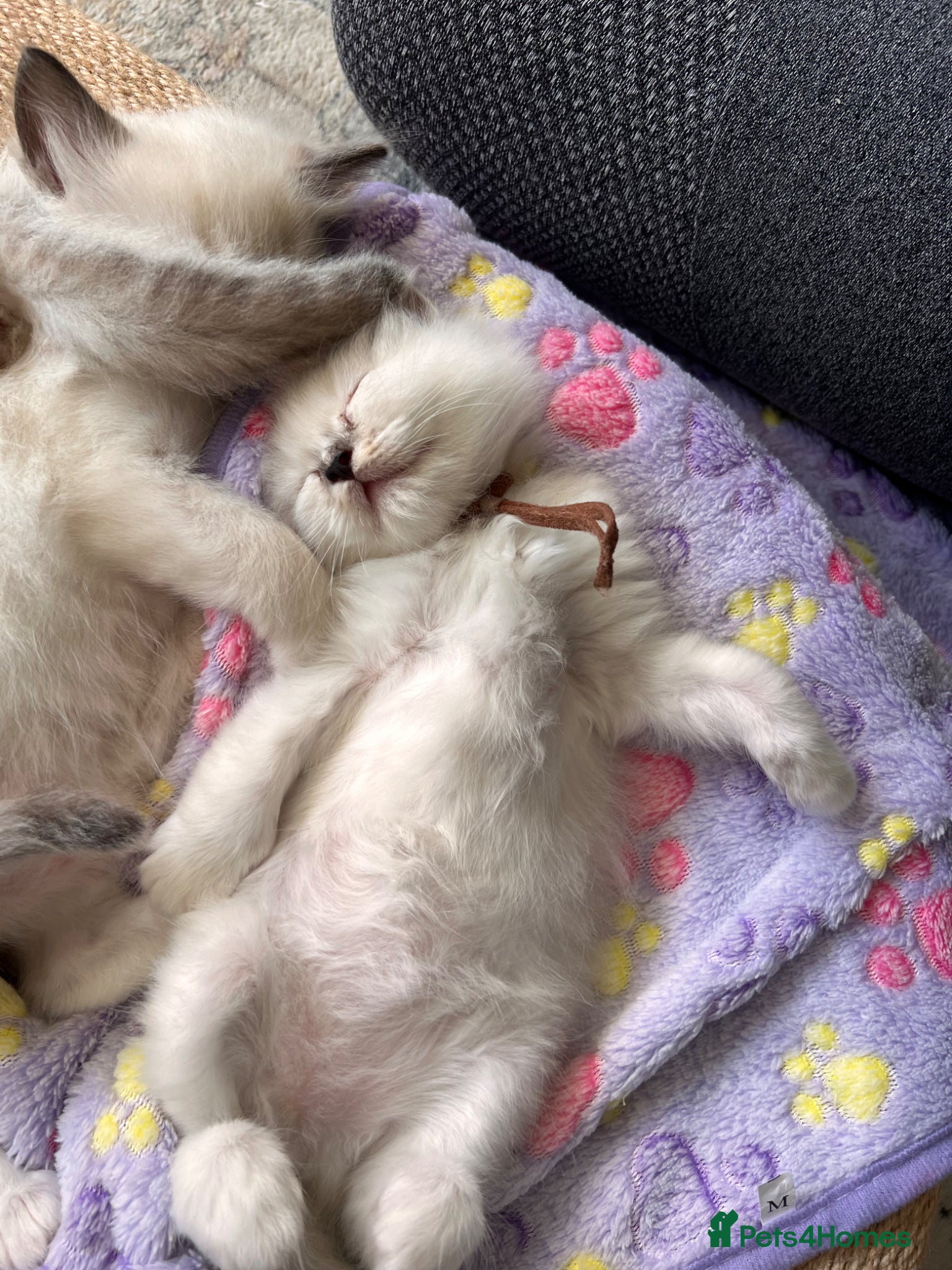 Ragdoll cats for sale: Ragdoll kittens in Menai Bridge - Advert 17