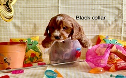 Cockapoo dogs for sale: F1 Toy Cockapoo’s in richest red ❤️ - Image 1