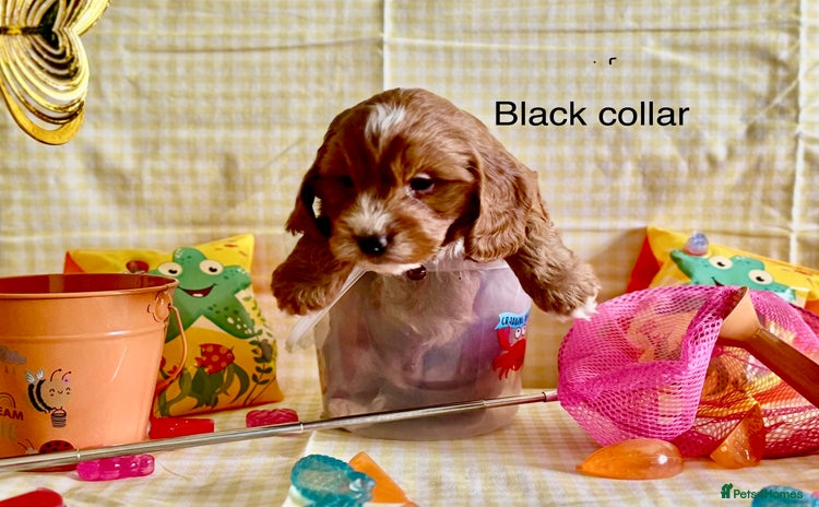 Cockapoo dogs - Advert 5
