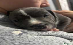 Staffordshire Bull Terrier dogs for sale: ✨ Blue Staffy Pups – Happy, Healthy & Loving!  - Image 32