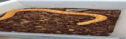 Snake reptiles for sale: Hognose Snake in Basildon - Advert 3