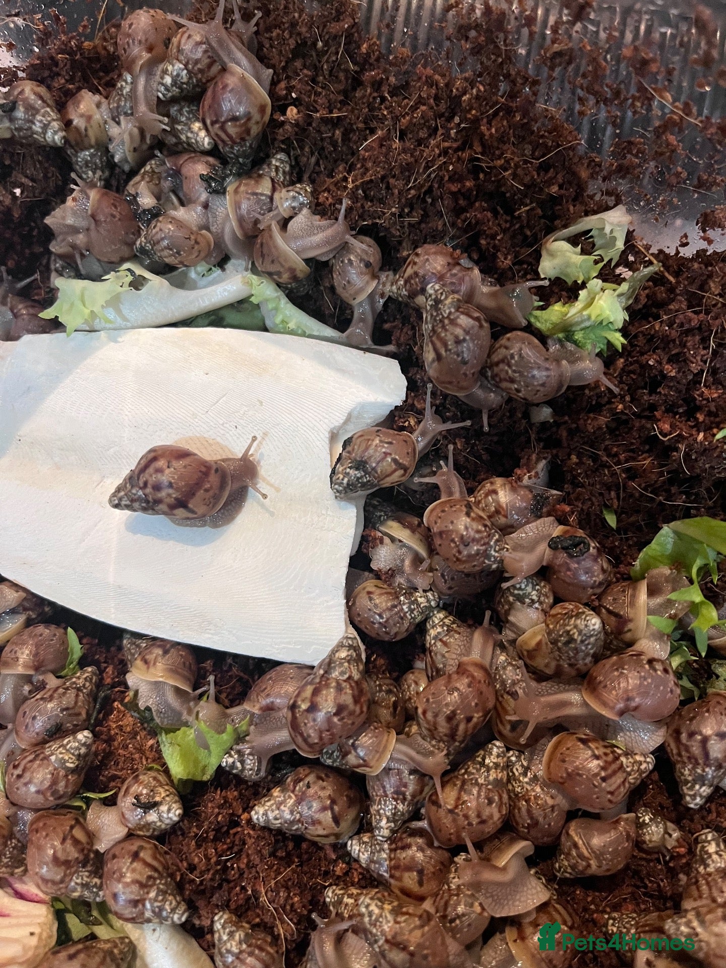 Snails invertebrates for sale: Giant African Land Snails - Lissachatina Fulica - Advert 18