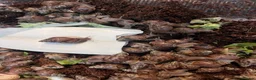 Snails invertebrates for sale: Giant African Land Snails - Lissachatina Fulica in Hounslow - Advert 1