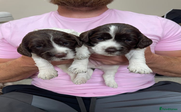 Mixed Breed dogs - Advert 4