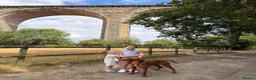Hungarian Vizsla dogs for sale: Looking to rehome my wonderful Viszla  - Advert 3
