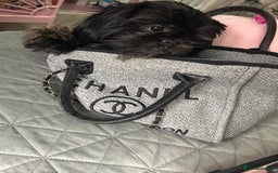 Shih Tzu dogs for sale: SHIT TZU grey puppy - Image 3