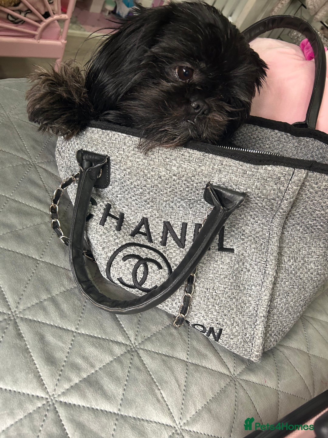 Shih Tzu dogs for sale: SHIT TZU grey puppy - Image 3