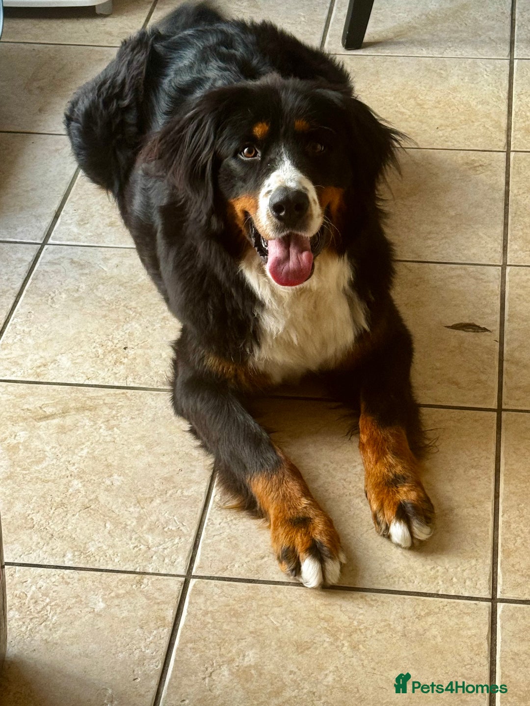 Bernedoodle dogs for sale: 🐾🐶 Stunning chunky bernedoodle babies 🐶🐾 - Image 9