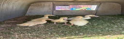 Ducks poultry for sale: Show quality saxony ducklings  - Advert 3