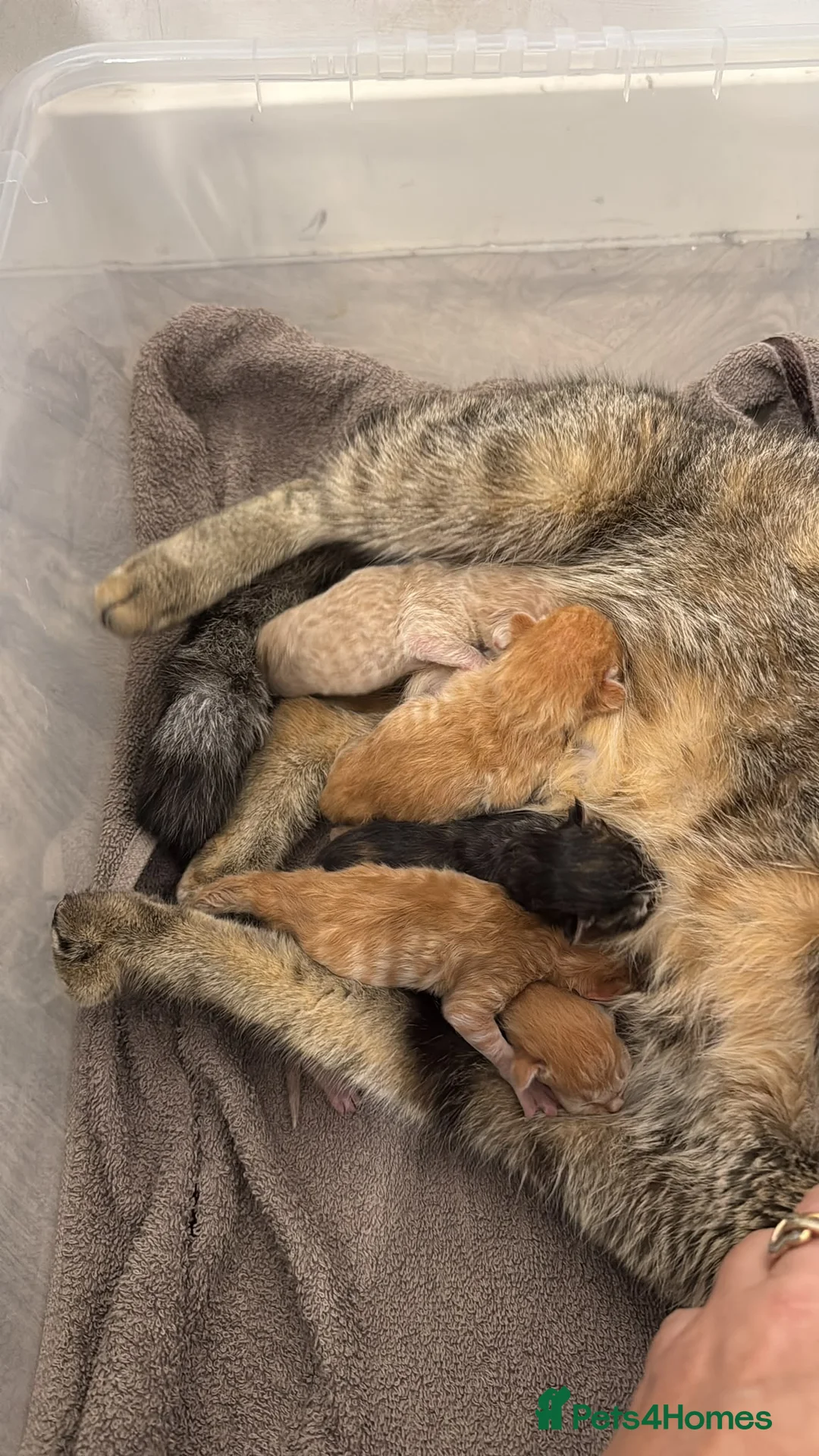 Mixed Breed cats for sale: Ginger Siberian mix kitten in Cottingham - Advert 2