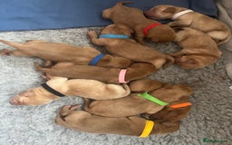 Labrador Retriever dogs for sale: Fox Red / yellow Labrador puppies for sale - Image 11