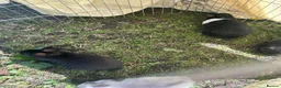 Mixed Breed rabbits for sale: Lionhead cross babys - Advert 3