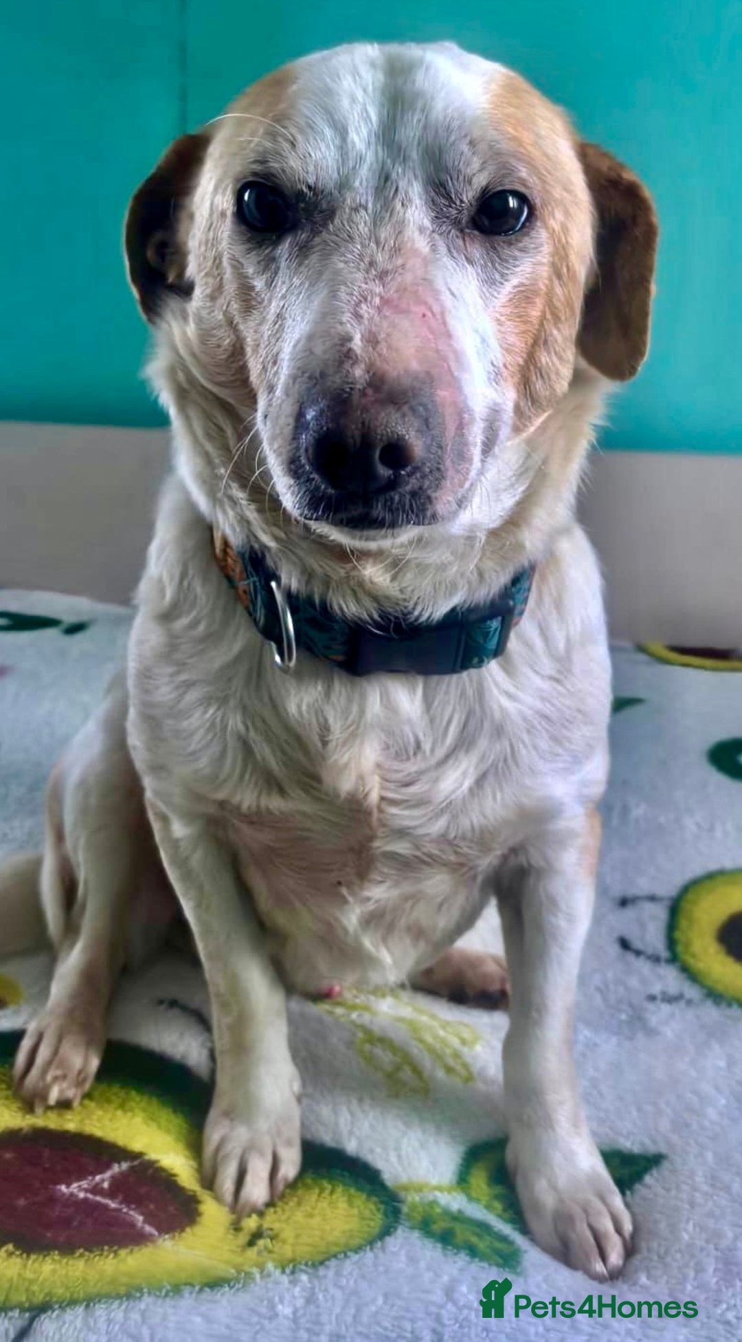 Labrador Retriever dogs for adoption: 🐾 MERLIN – Labrador Retriever - Advert 5