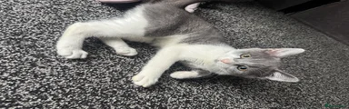 Zues